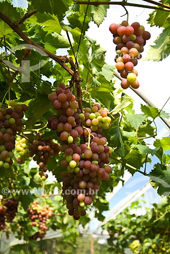  Subject: Detail of vineyard of Benitaka grape / Place: Nova Padua city - Rio Grande do Sul state (RS) - Brazil / Date: 01/2012 