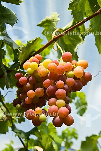  Subject: Detail of vineyard of Benitaka grape / Place: Nova Padua city - Rio Grande do Sul state (RS) - Brazil / Date: 01/2012 