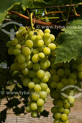  Subject: Detail of vineyard of Italy grape / Place: Nova Padua city - Rio Grande do Sul state (RS) - Brazil / Date: 01/2012 