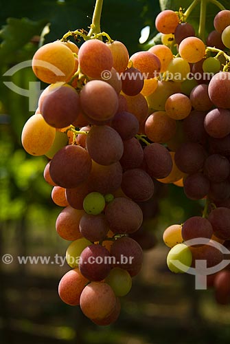  Subject: Detail of vineyard of Benitaka grape / Place: Nova Padua city - Rio Grande do Sul state (RS) - Brazil / Date: 01/2012 