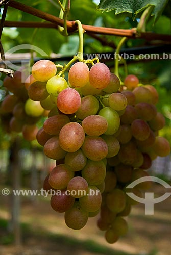  Subject: Detail of vineyard of Benitaka grape / Place: Nova Padua city - Rio Grande do Sul state (RS) - Brazil / Date: 01/2012 