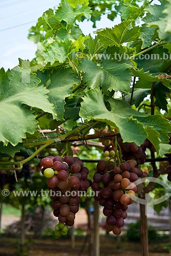  Subject: Detail of vineyard of Benitaka grape / Place: Nova Padua city - Rio Grande do Sul state (RS) - Brazil / Date: 01/2012 