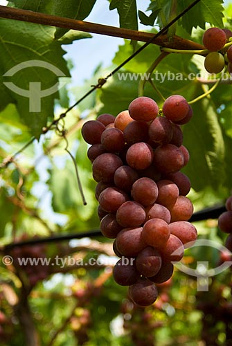  Subject: Detail of vineyard of Benitaka grape / Place: Nova Padua city - Rio Grande do Sul state (RS) - Brazil / Date: 01/2012 