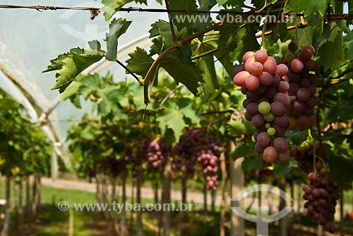  Subject: Detail of vineyard of Benitaka grape / Place: Nova Padua city - Rio Grande do Sul state (RS) - Brazil / Date: 01/2012 