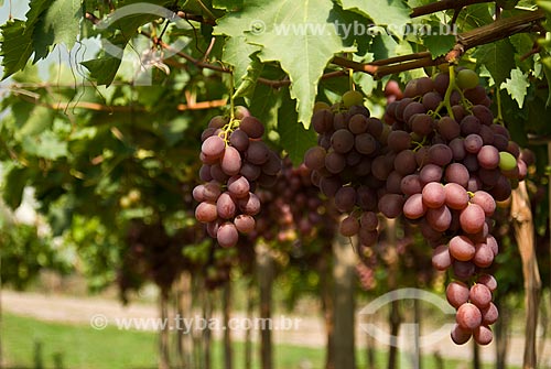  Subject: Detail of vineyard of Benitaka grape / Place: Nova Padua city - Rio Grande do Sul state (RS) - Brazil / Date: 01/2012 