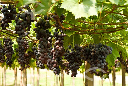  Subject: Detail of vineyard of grape / Place: Nova Padua city - Rio Grande do Sul state (RS) - Brazil / Date: 01/2012 