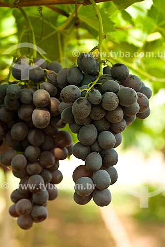  Subject: Detail of vineyard of grape / Place: Nova Padua city - Rio Grande do Sul state (RS) - Brazil / Date: 01/2012 