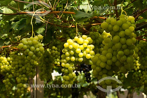  Subject: Detail of vineyard of Italy grape / Place: Nova Padua city - Rio Grande do Sul state (RS) - Brazil / Date: 01/2012 