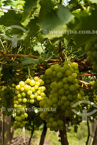  Subject: Detail of vineyard of Italy grape / Place: Nova Padua city - Rio Grande do Sul state (RS) - Brazil / Date: 01/2012 