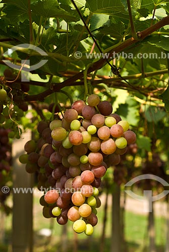  Subject: Detail of vineyard of Benitaka grape / Place: Nova Padua city - Rio Grande do Sul state (RS) - Brazil / Date: 01/2012 