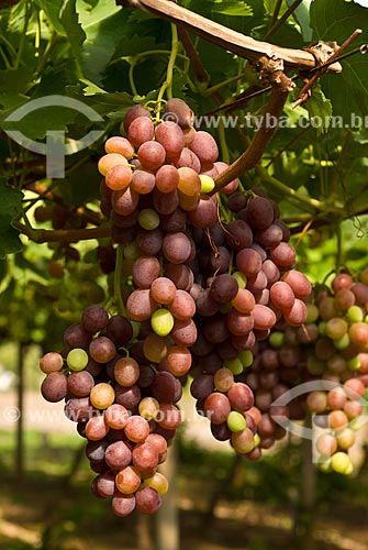  Subject: Detail of vineyard of Benitaka grape / Place: Nova Padua city - Rio Grande do Sul state (RS) - Brazil / Date: 01/2012 