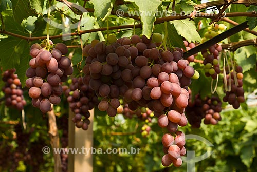  Subject: Detail of vineyard of Benitaka grape / Place: Nova Padua city - Rio Grande do Sul state (RS) - Brazil / Date: 01/2012 