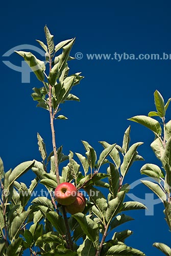  Subject: Detail of Gala apples still at apple tree / Place: Nova Padua city - Rio Grande do Sul state (RS) - Brazil / Date: 01/2012 