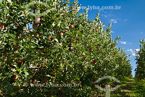  Subject: Detail of Gala apples still at apple tree / Place: Nova Padua city - Rio Grande do Sul state (RS) - Brazil / Date: 01/2012 