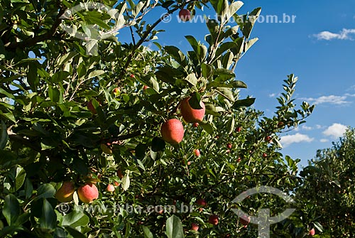  Subject: Detail of Gala apples still at apple tree / Place: Nova Padua city - Rio Grande do Sul state (RS) - Brazil / Date: 01/2012 