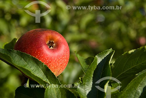  Subject: Detail of Gala apples still at apple tree / Place: Nova Padua city - Rio Grande do Sul state (RS) - Brazil / Date: 01/2012 