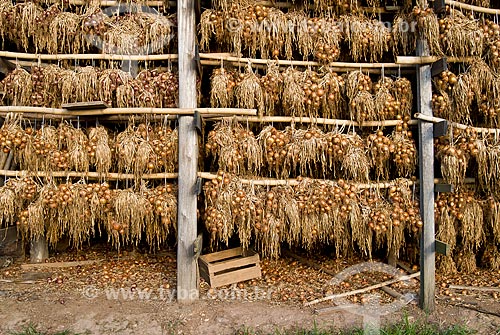  Subject: Onions awaiting transport after harvest / Place: Nova Padua city - Rio Grande do Sul state (RS) - Brazil / Date: 01/2012 