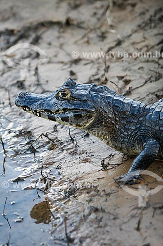  Subject: Detail of Yacare caiman (caiman crocodilus yacare) / Place: Mato Grosso do Sul state (MS) - Brazil / Date: 04/2008 