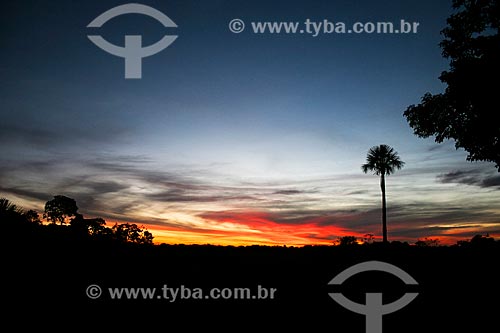  Subject: Sunset with Carnauba palm (Copernicia prunifera) silhouettes - Pantanal Matogrossense / Place: Mato Grosso do Sul state (MS) - Brazil / Date: 04/2008 