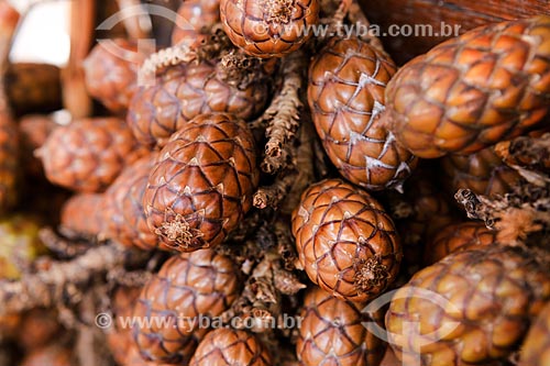  Subject: Buriti fruit - Ver-o-peso Market / Place: Belem City - Para state (PA) - Brazil / Date: 03/2014 