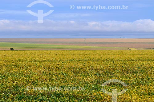  Subject: Soybean plantation / Place: Chapadao do Sul city - Mato Grosso do Sul state (MS) - Brazil / Date: 02/2014 