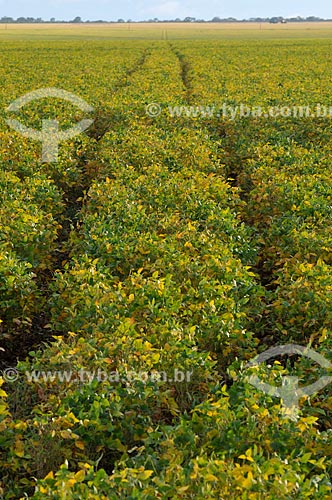  Subject: Soybean plantation / Place: Chapadao do Sul city - Mato Grosso do Sul state (MS) - Brazil / Date: 02/2014 