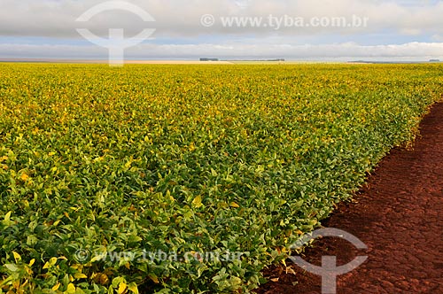  Subject: Soybean plantation / Place: Chapadao do Sul city - Mato Grosso do Sul state (MS) - Brazil / Date: 02/2014 