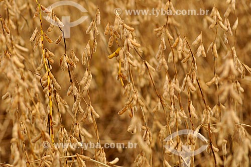  Subject: Soybean plantation / Place: Chapadao do Sul city - Mato Grosso do Sul state (MS) - Brazil / Date: 02/2014 
