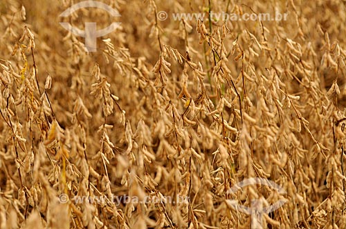  Subject: Soybean plantation / Place: Chapadao do Sul city - Mato Grosso do Sul state (MS) - Brazil / Date: 02/2014 