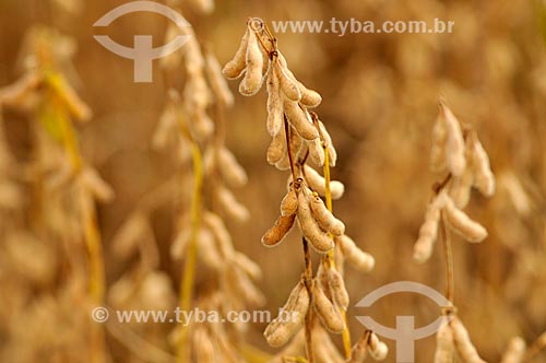  Subject: Soybean plantation / Place: Chapadao do Sul city - Mato Grosso do Sul state (MS) - Brazil / Date: 02/2014 