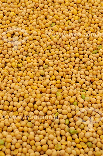  Subject: Soybean grains / Place: Chapadao do Sul city - Mato Grosso do Sul state (MS) - Brazil / Date: 02/2014 