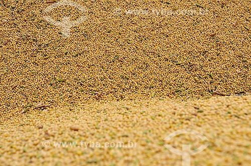  Subject: Soybean grains / Place: Chapadao do Sul city - Mato Grosso do Sul state (MS) - Brazil / Date: 02/2014 