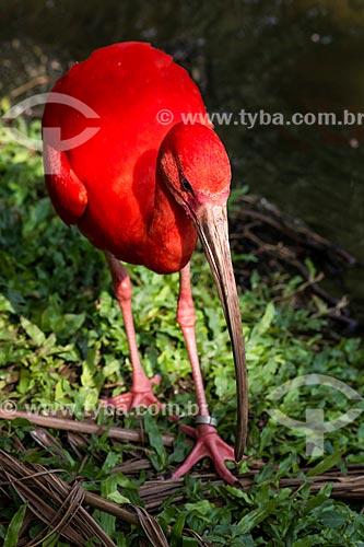  Subject: Scarlate ibis (Eudocimus ruber) / Place: Para state (PA) - Brazil / Date: 10/2012 
