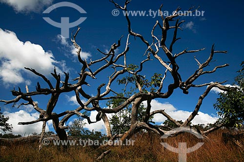 Subject: Dry tree - Serra do Cipo National Park / Place: Aiuruoca city - Minas Gerais state (MG) - Brazil / Date: 06/2009 