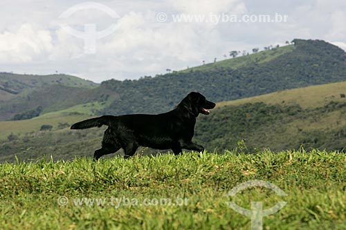  Subject: Dog - Matutu Valley / Place: Aiuruoca city - Minas Gerais state (MG) - Brazil / Date: 12/2006 