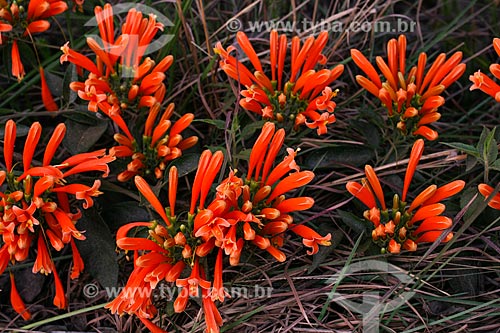  Subject: Flowers - Matutu Valley / Place: Aiuruoca city - Minas Gerais state (MG) - Brazil / Date: 06/2007 