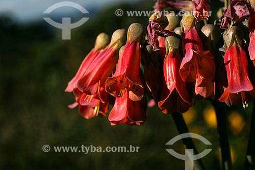  Subject: Flowers - Matutu Valley / Place: Aiuruoca city - Minas Gerais state (MG) - Brazil / Date: 06/2007 