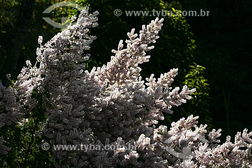  Subject: Flowers - Matutu Valley / Place: Aiuruoca city - Minas Gerais state (MG) - Brazil / Date: 06/2007 