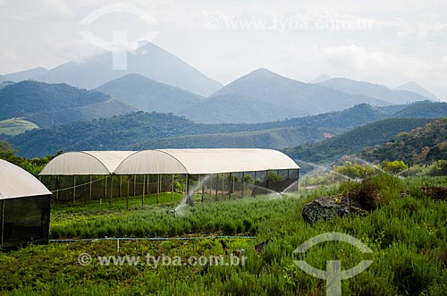  Subject: Planting of greenery near to Tres Picos State Park / Place: Bonsucesso district - Teresopolis city - Rio de Janeiro state (RJ) - Brazil / Date: 05/2014 