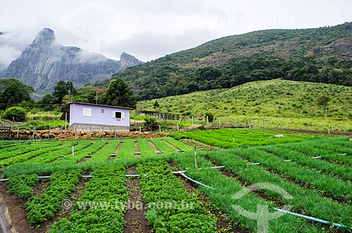  Subject: Planting of greenery near to Tres Picos State Park / Place: Bonsucesso district - Teresopolis city - Rio de Janeiro state (RJ) - Brazil / Date: 05/2014 