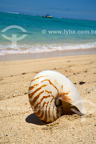  Subject: Shell in beach - Le Morne Brabant Peninsula / Place: Riviere Noire District - Mauritius - Africa / Date: 11/2012 