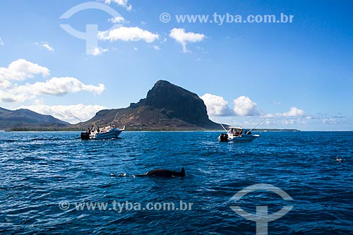  Subject: Dolphins approaching of boats on the coast of Mauritius / Place: Mauritius - Africa / Date: 11/2012 