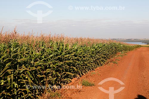  Subject: General view of cornfield / Place: Foz do Iguacu city - Parana state (PR) - Brazil / Date: 05/2008 
