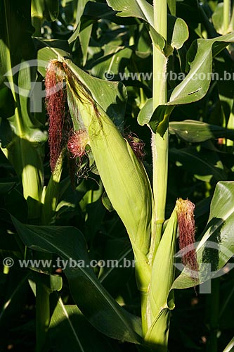  Subject: Detail of cornfield / Place: Foz do Iguacu city - Parana state (PR) - Brazil / Date: 05/2008 