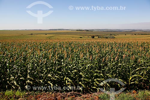  Subject: General view of cornfield / Place: Foz do Iguacu city - Parana state (PR) - Brazil / Date: 05/2008 