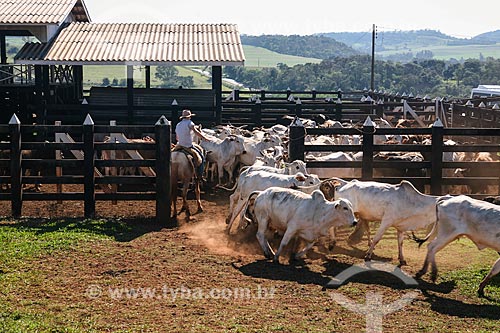  Subject: Cattle raising - farm / Place: Foz do Iguacu city - Parana state (PR) - Brazil / Date: 05/2008 