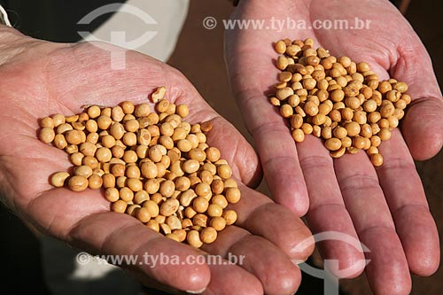  Subject: Detail of soybean grains / Place: Foz do Iguacu city - Parana state (PR) - Brazil / Date: 05/2008 