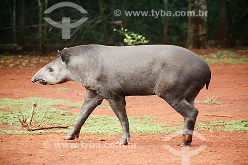  Subject: Tapir (Tapirus terrestris) - Bela Vista Biological Sanctuary / Place: Foz do Iguacu city - Parana state (PR) - Brazil / Date: 05/2008 