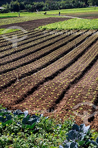  Subject: Plantation of vegetables - Teresopolis-Friburgo Road / Place: Teresopolis city - Rio de Janeiro state (RJ) - Brazil / Date: 08/2010 