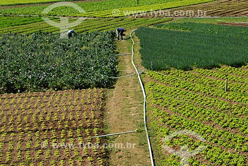  Subject: Plantation of vegetables - Teresopolis-Friburgo Road / Place: Teresopolis city - Rio de Janeiro state (RJ) - Brazil / Date: 08/2010 